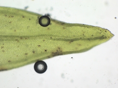 Orthotrichum schimperi