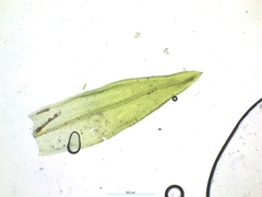 Orthotrichum schimperi