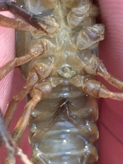 Cambarus girardianus