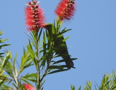 Chloropsis aurifrons