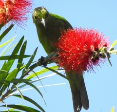 Chloropsis aurifrons