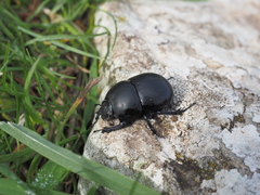 Geotrupidae