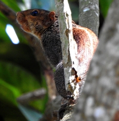 Funambulus tristriatus