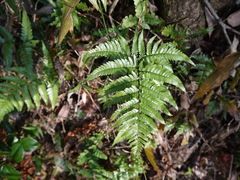 Dryopteris sordidipes