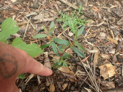 Leptospermum morrisonii