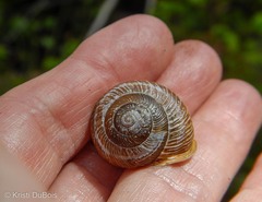 Allogona ptychophora