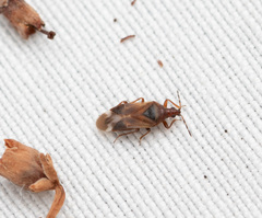 Anthocoris nemoralis