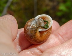 Allogona ptychophora