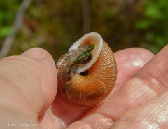 Allogona ptychophora