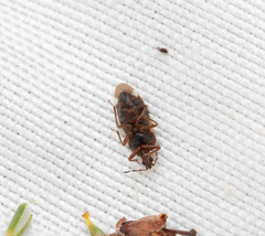 Anthocoris nemoralis