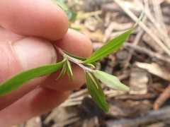 Leptospermum morrisonii