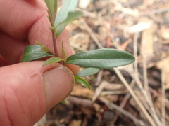 Leptospermum morrisonii