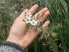 Leptospermum morrisonii