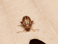 Arrhenocoela lineata