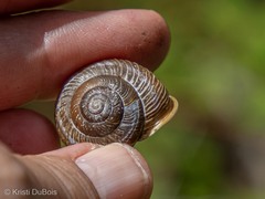 Allogona ptychophora