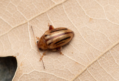 Arrhenocoela lineata