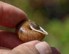 Allogona ptychophora