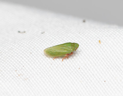 Tettigometra