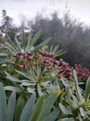 Euphorbia atropurpurea