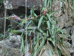 Aechmea bracteata