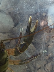 Cambarus girardianus