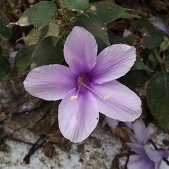 Barleria acuminata