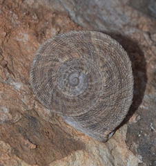 Iberus gualtieranus gualtieranus