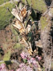 Manfreda scabra
