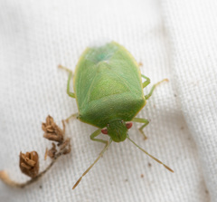 Acrosternum millierei