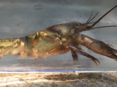 Cambarus girardianus