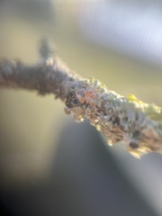 Erythricium aurantiacum