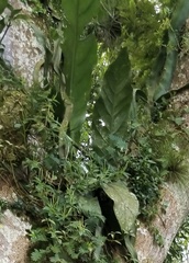 Anthurium schlechtendalii