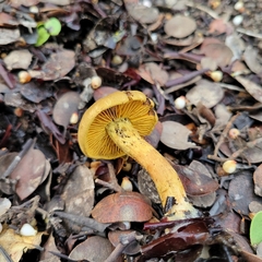 Cortinarius thiersii