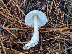 Zhuliangomyces illinitus