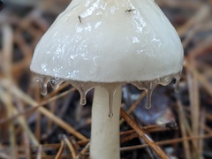 Zhuliangomyces illinitus