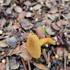 Cortinarius thiersii