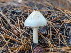 Zhuliangomyces illinitus