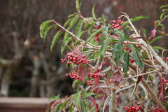 Photinia niitakayamensis