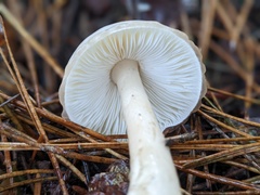 Zhuliangomyces illinitus