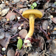 Cortinarius thiersii