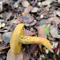Cortinarius thiersii