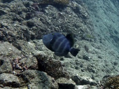 Pseudobalistes naufragium