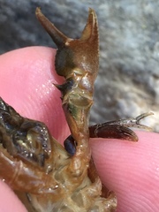 Cambarus girardianus