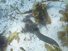 Gymnothorax prasinus