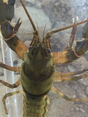 Cambarus girardianus