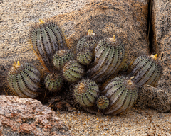 Copiapoa calderana