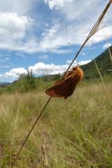 Malacosoma alpicolum