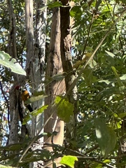 Chrysocolaptes guttacristatus