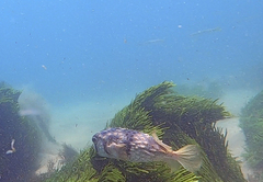 Dicotylichthys punctulatus