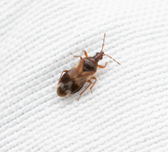 Anthocoris nemoralis
